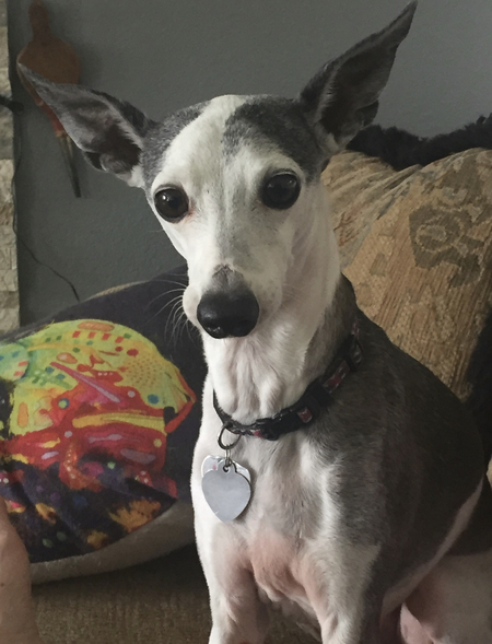 Entry image for Dexter. Clicking this image will show a larger photo