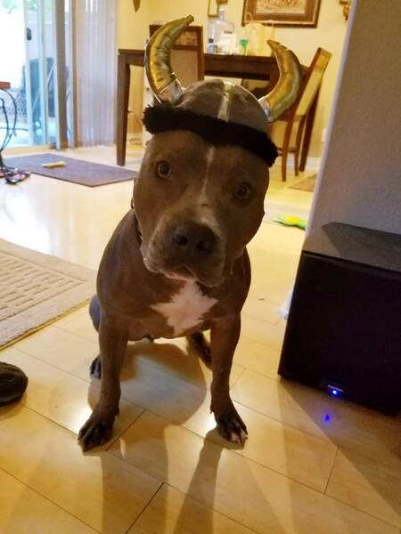 Entry image for Gus. Clicking this image will show a larger photo