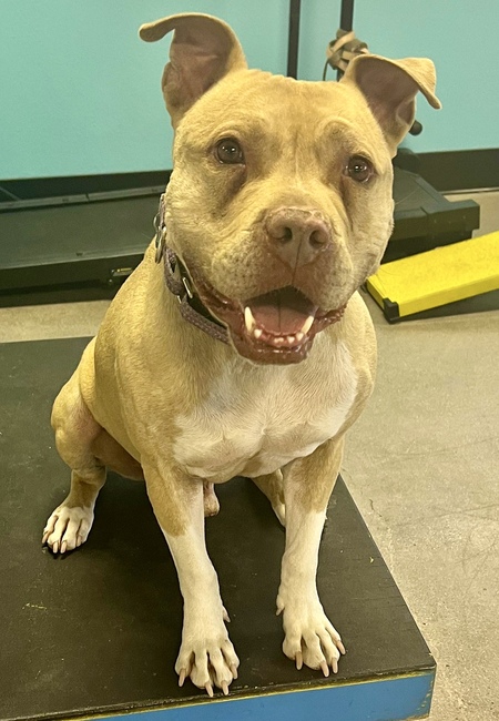 Entry image for Chance aka "Chancy Romancy". Clicking this image will show a larger photo