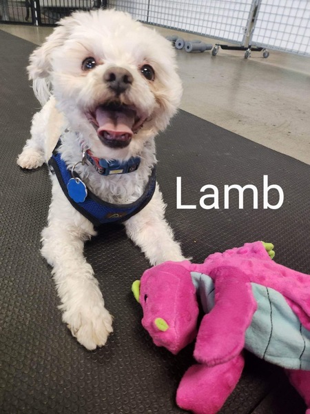 Entry image for Lamb. Clicking this image will show a larger photo
