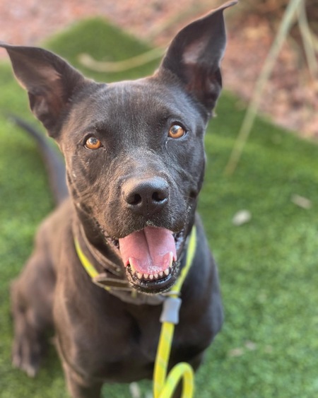 Entry image for Nera. Clicking this image will show a larger photo