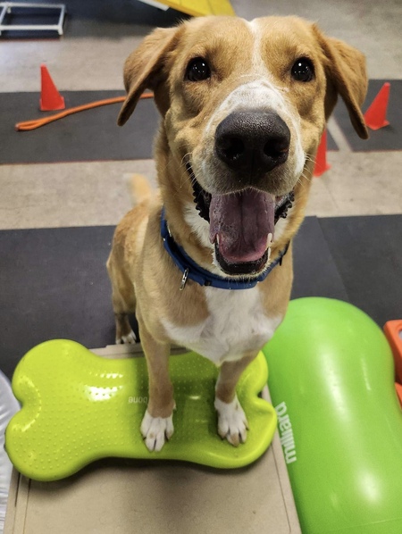 Entry image for Patches. Clicking this image will show a larger photo