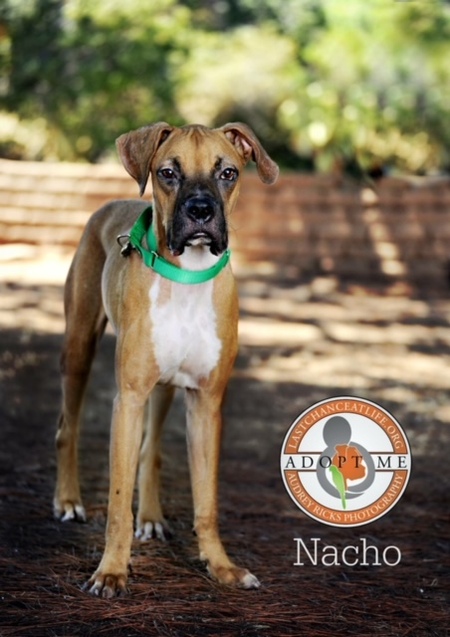 Entry image for Nacho. Clicking this image will show a larger photo