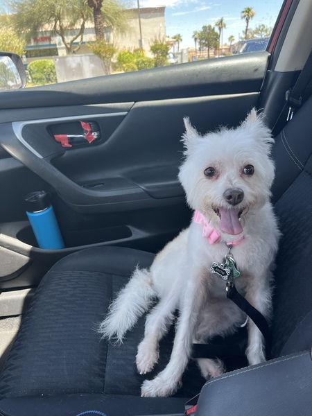 Entry image for Snow. Clicking this image will show a larger photo