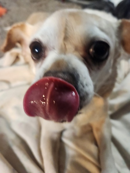 Entry image for Lulu. Clicking this image will show a larger photo