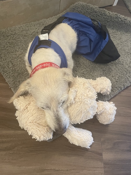 Entry image for Gunner. Clicking this image will show a larger photo