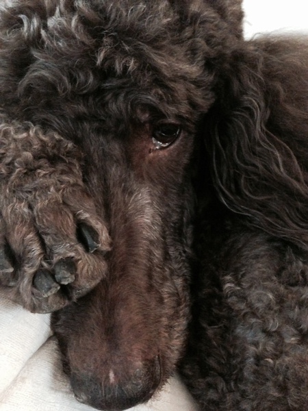 Walter the Big Brown Poodle Dog