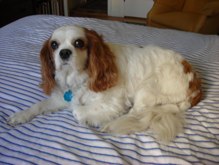 Lilly