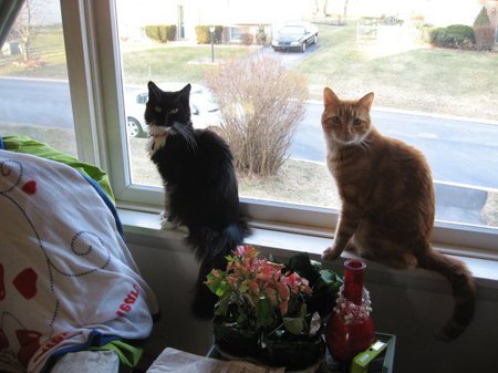 Jack and Chester