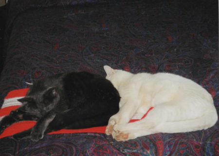 Tess of the d'Urbervilles (dark) and Prince Andre (white)
