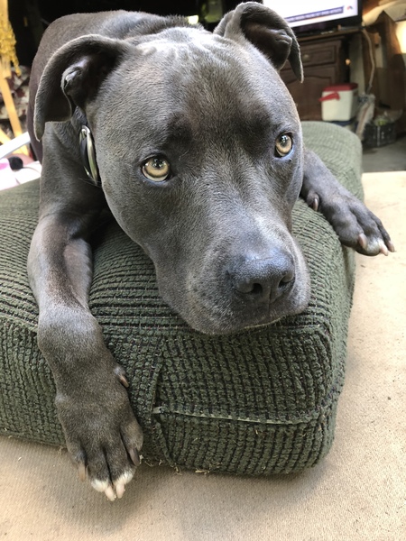 Finn