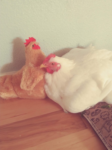 Snuggles
