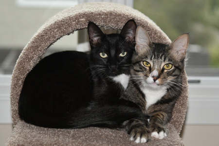 Shasta & Jasper