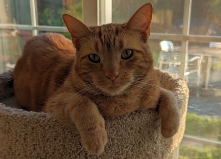 Cyrus