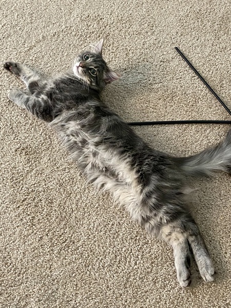 Leo 