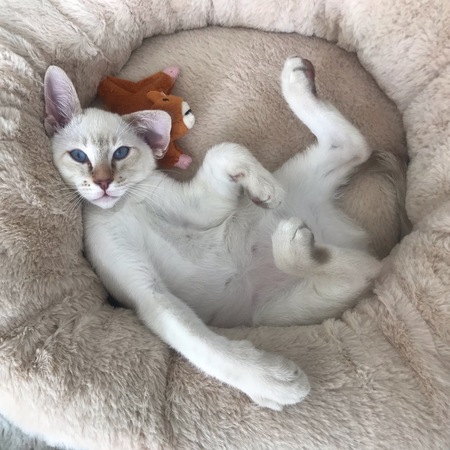 Benicio del Gatto 