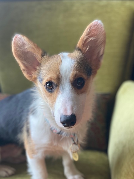 Toby