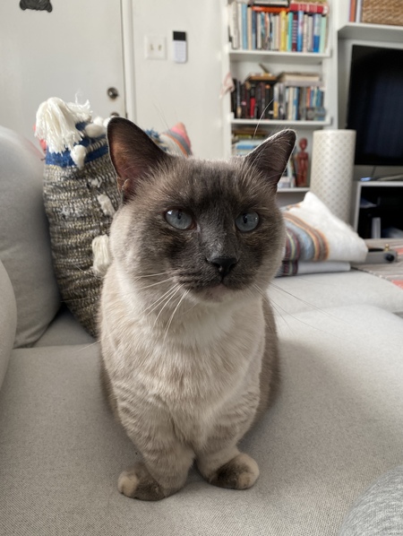Beany