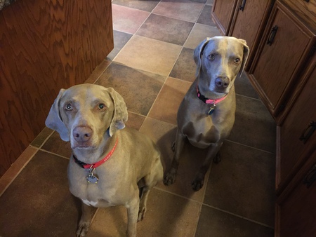 Rachel & Bella