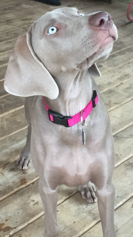 Gracie Rae Bittersweet Wilcox 