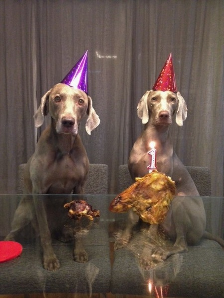 Kiya (left) and Homer (right)