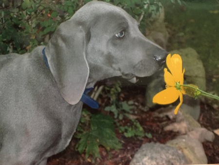 Sir Courban Blue Velvet Wilcox 