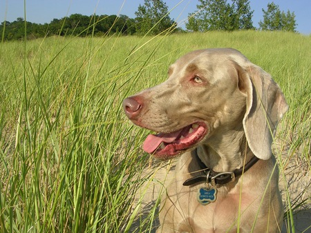 Shea