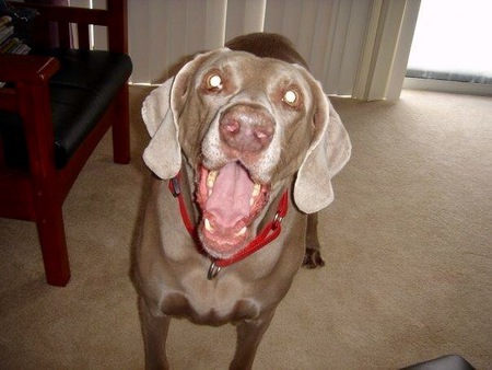 Ellie (My Angel)