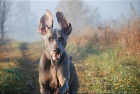 Cooper