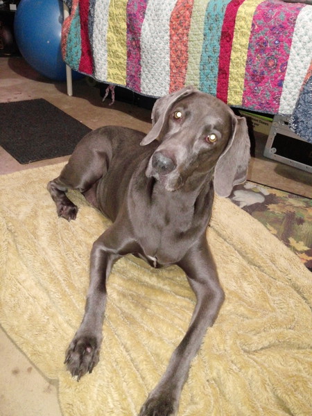 Stella, Formaly known as Shadow