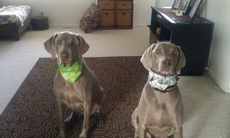 Tessy & Buddy