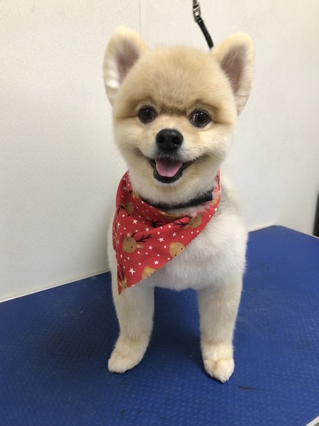 Gizmo