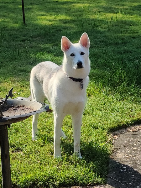 Ella