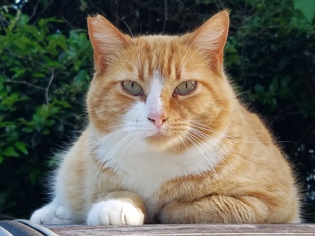 Entry image for Marge. Clicking this image will show a larger photo