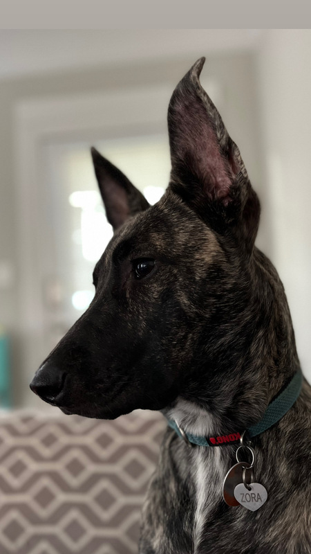Zora