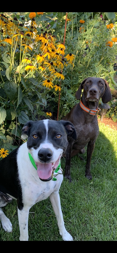 Daisy and Lillie
