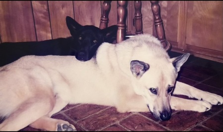 In Memory Sassy and Sam
