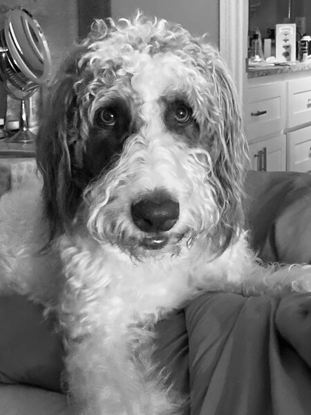 Maxwell