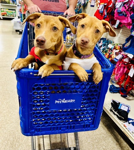 Champ and Lucy