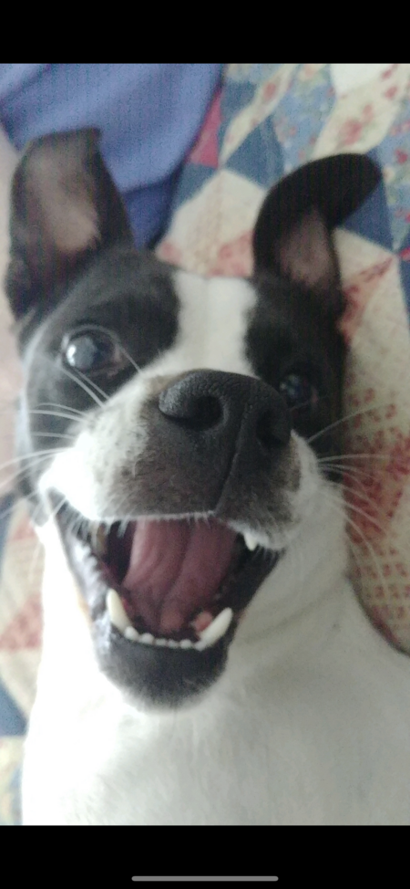 Posie