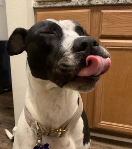 Scout