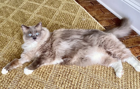 Puddy
