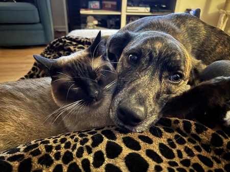 Sagira and Shimmer