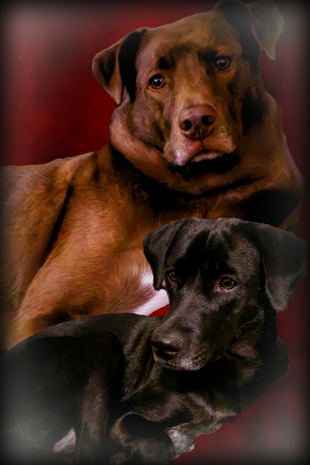Mocha & Sophie
