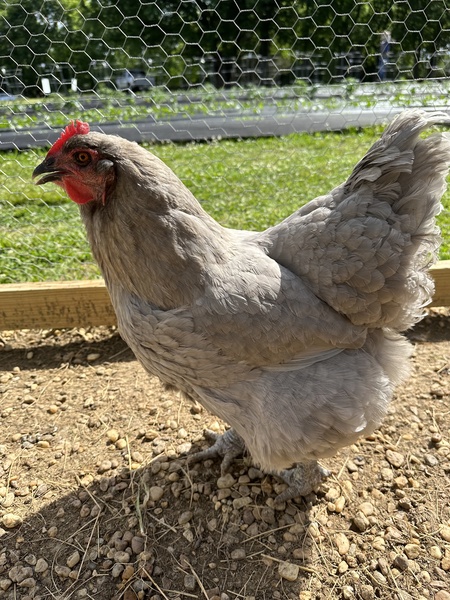 Henrietta
