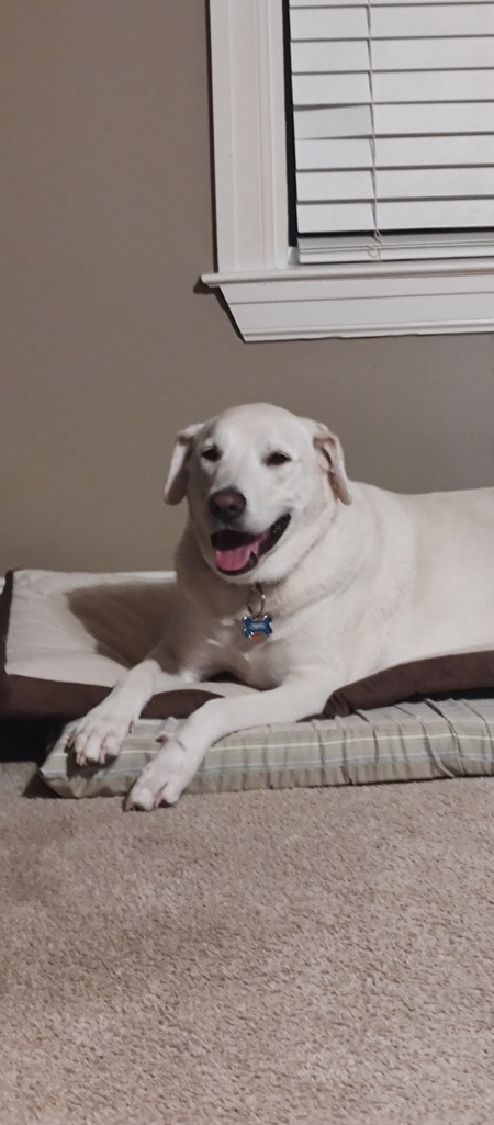 Hank