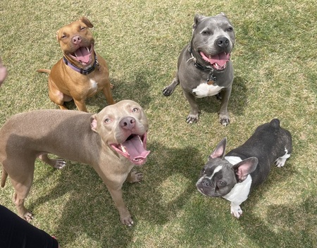 Stormy, Rocky, Obi, Ralphie