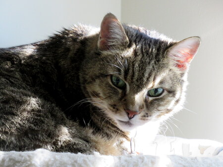 Ms. Phoebe