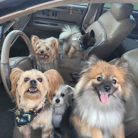 Let's ride! Miki, Snookie, Bella, Mya andTeddy.