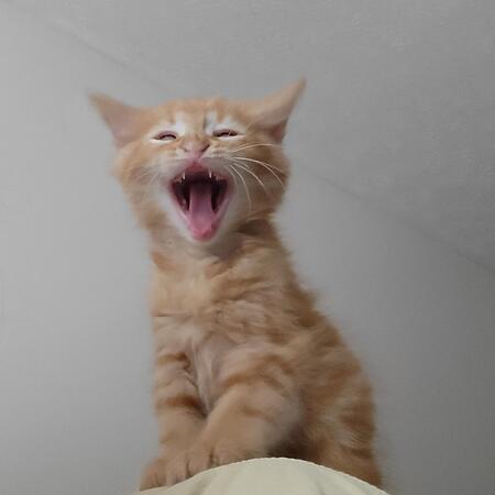 Razzy Marmalade